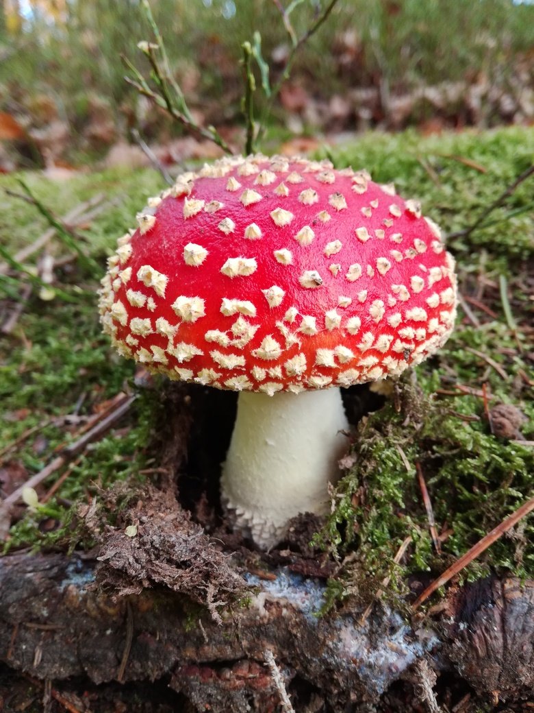 Muchomůrka