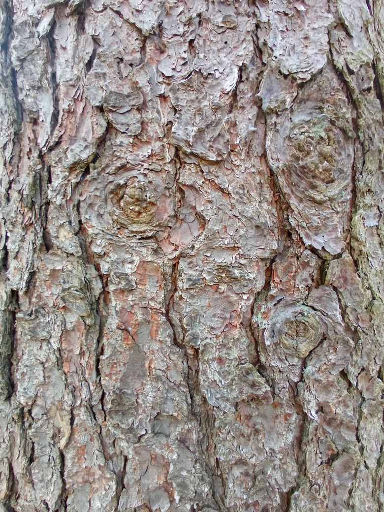 Detail struktury borovicové kůry