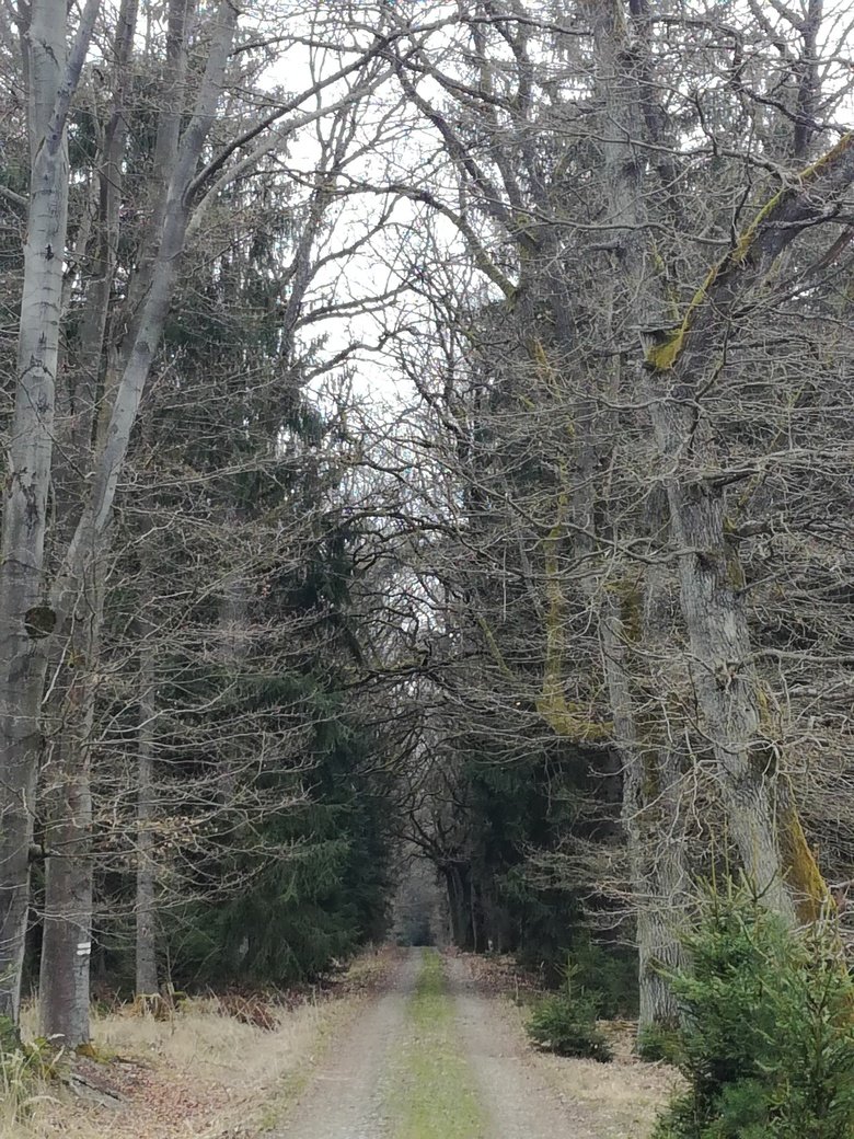 Stromořadí
