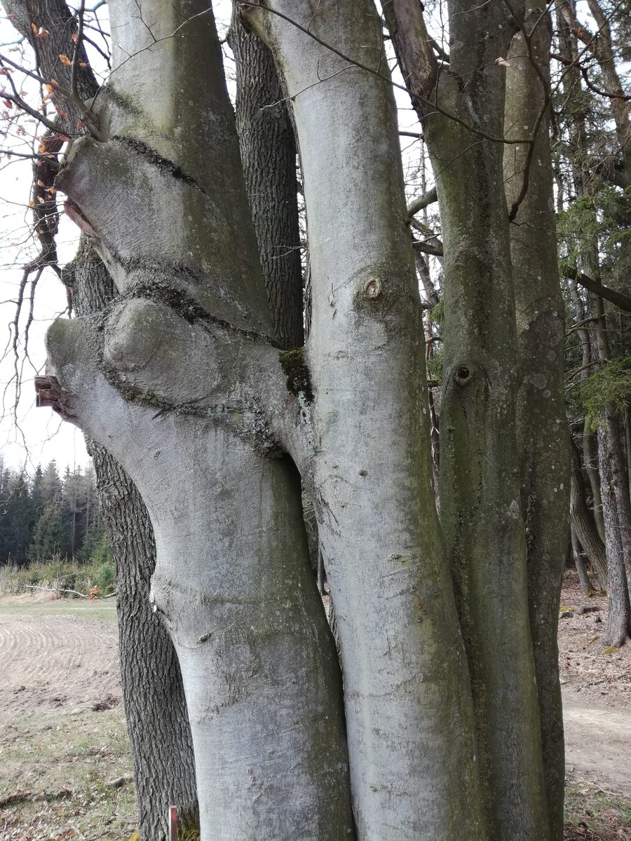 Siamská dvojčata