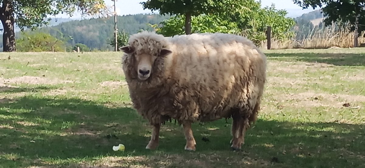 Ovce na pastvině se stébly trávy u tlamy