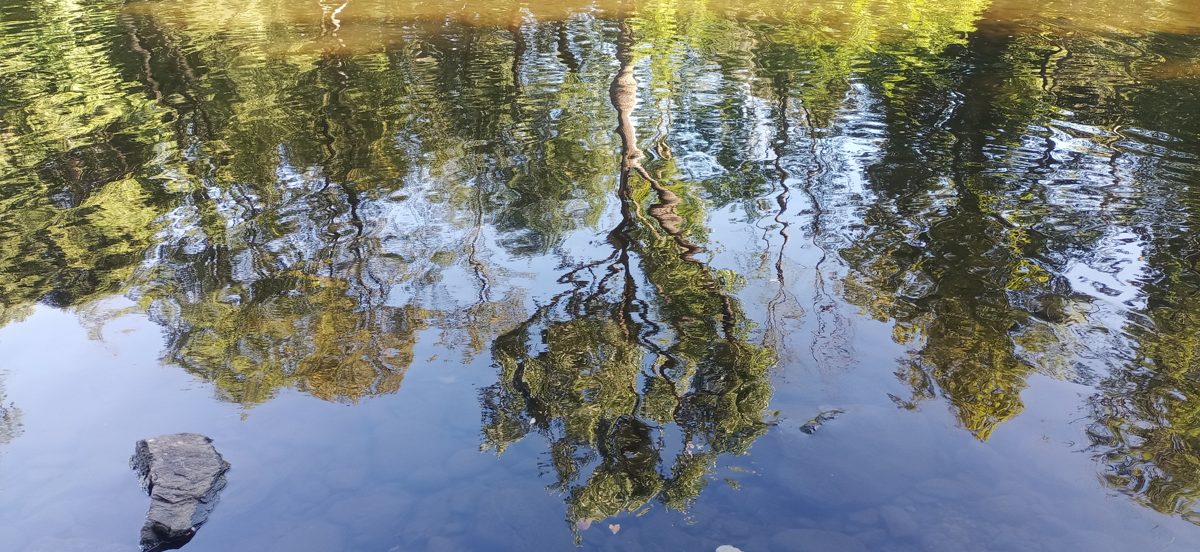 Koruny stromů zrcadlící se na vodní hladině